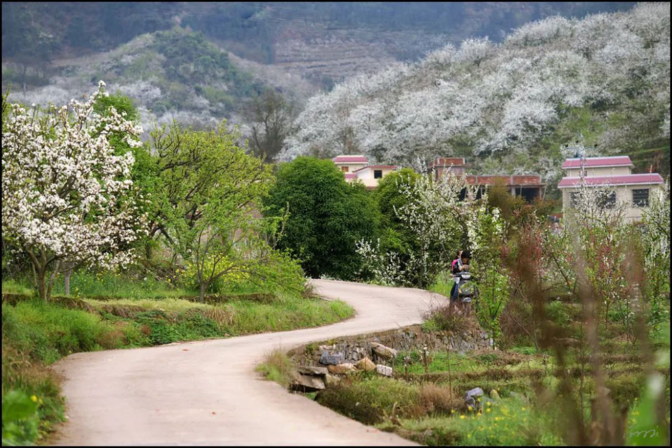 【春天，广西桂林灌阳县向您发出邀请！】我们在灌阳看梨花 - 游山玩水 - 辽源生活社区 - 辽源28生活网 liaoyuan.28life.com