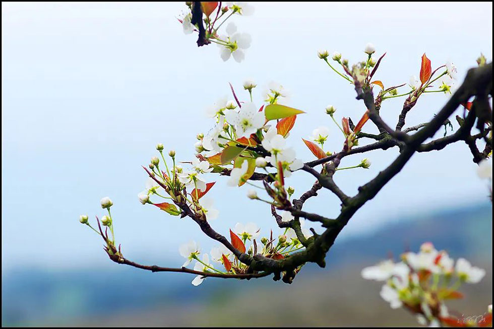 【春天，广西桂林灌阳县向您发出邀请！】我们在灌阳看梨花 - 游山玩水 - 辽源生活社区 - 辽源28生活网 liaoyuan.28life.com