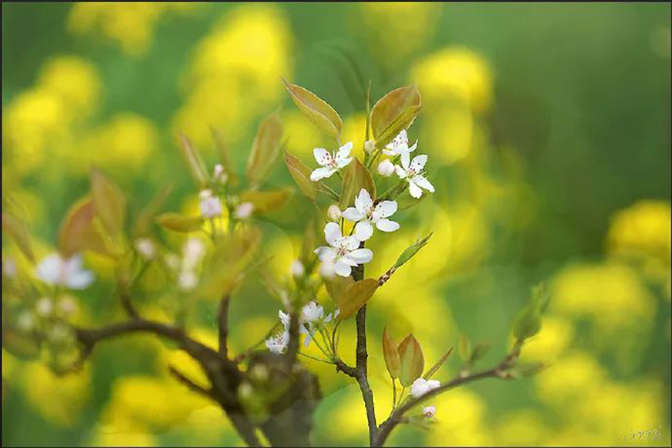 【春天，广西桂林灌阳县向您发出邀请！】我们在灌阳看梨花 - 游山玩水 - 辽源生活社区 - 辽源28生活网 liaoyuan.28life.com