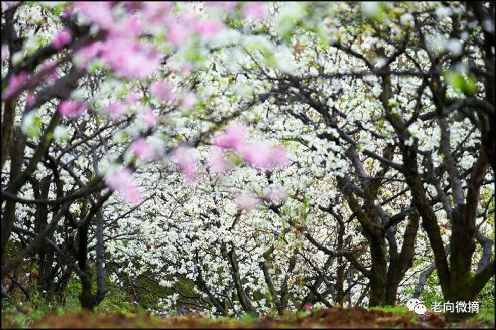 【春天，广西桂林灌阳县向您发出邀请！】我们在灌阳看梨花 - 游山玩水 - 辽源生活社区 - 辽源28生活网 liaoyuan.28life.com