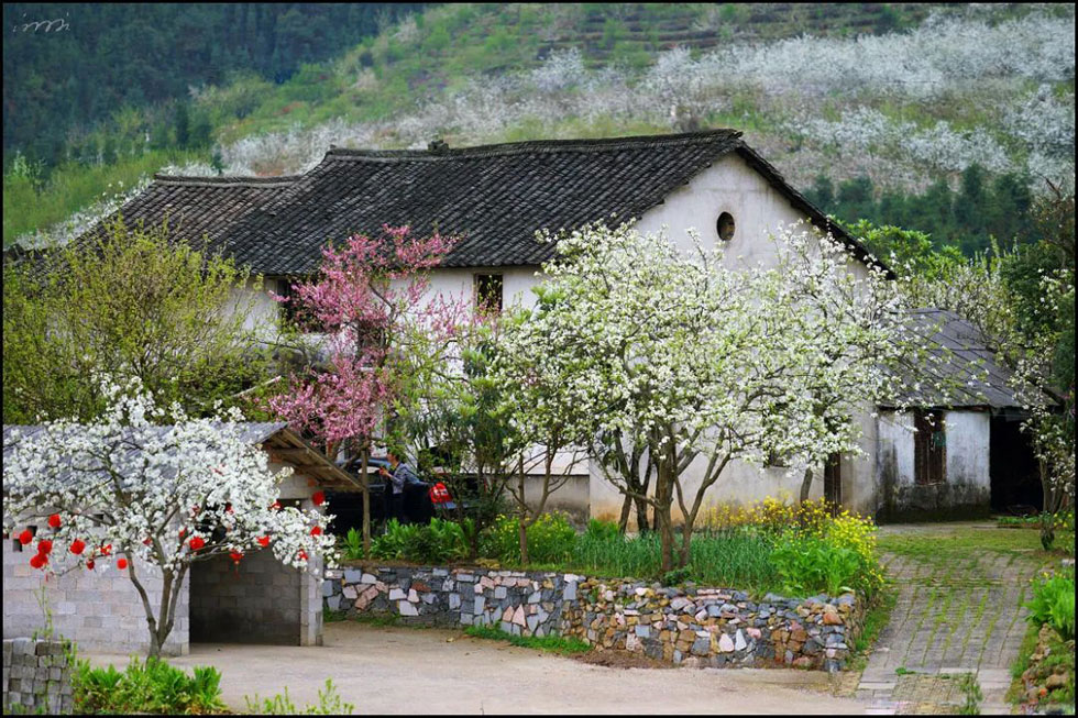 【春天，广西桂林灌阳县向您发出邀请！】我们在灌阳看梨花 - 游山玩水 - 辽源生活社区 - 辽源28生活网 liaoyuan.28life.com