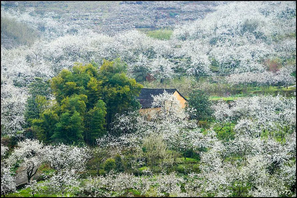 【春天，广西桂林灌阳县向您发出邀请！】我们在灌阳看梨花 - 游山玩水 - 辽源生活社区 - 辽源28生活网 liaoyuan.28life.com