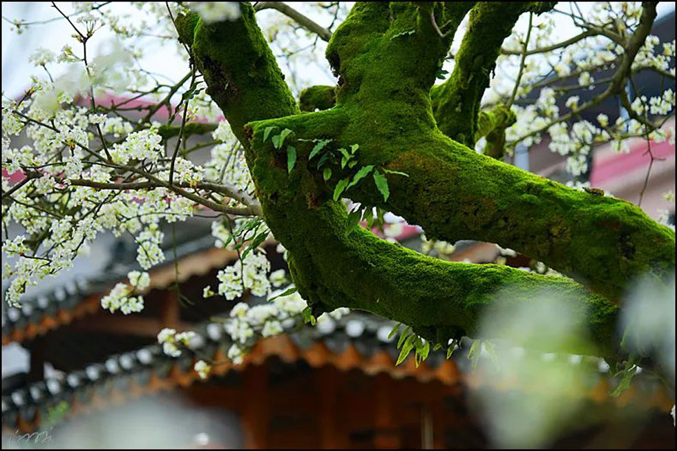 【春天，广西桂林灌阳县向您发出邀请！】我们在灌阳看梨花 - 游山玩水 - 辽源生活社区 - 辽源28生活网 liaoyuan.28life.com