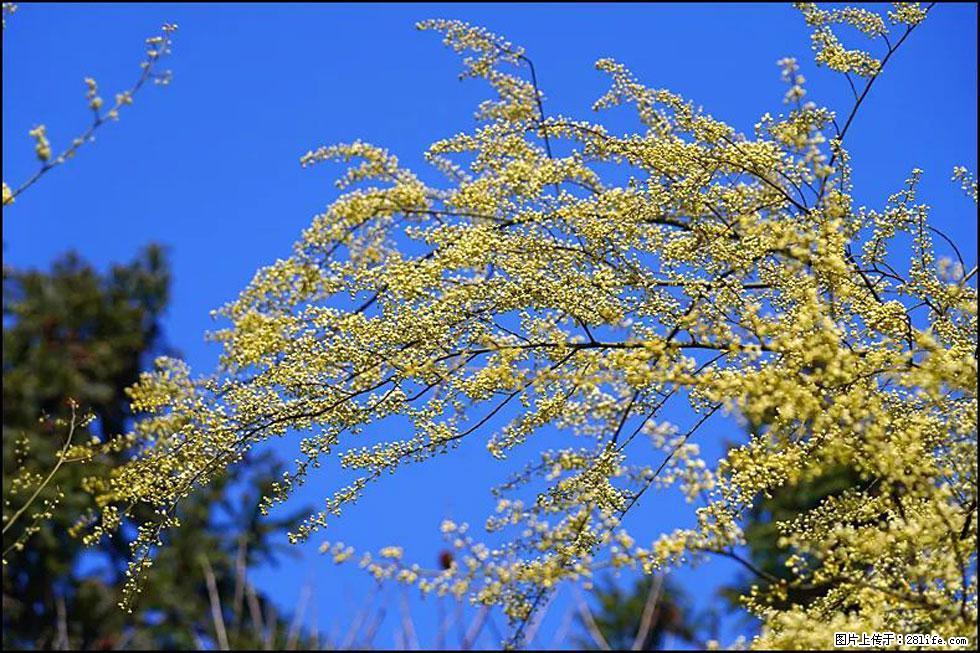 【春天,广西桂林灌阳县向您发出邀请!】米珠山前有片山苍子花在飘香 - 游山玩水 - 辽源生活社区 - 辽源28生活网 liaoyuan.28life.com