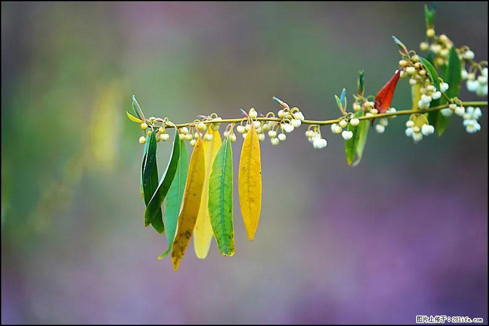 【春天,广西桂林灌阳县向您发出邀请!】米珠山前有片山苍子花在飘香 - 游山玩水 - 辽源生活社区 - 辽源28生活网 liaoyuan.28life.com