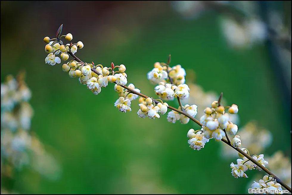 【春天,广西桂林灌阳县向您发出邀请!】米珠山前有片山苍子花在飘香 - 游山玩水 - 辽源生活社区 - 辽源28生活网 liaoyuan.28life.com
