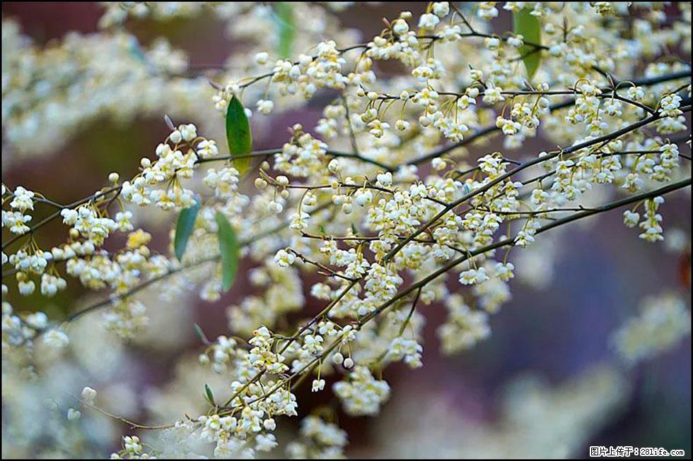 【春天,广西桂林灌阳县向您发出邀请!】米珠山前有片山苍子花在飘香 - 游山玩水 - 辽源生活社区 - 辽源28生活网 liaoyuan.28life.com