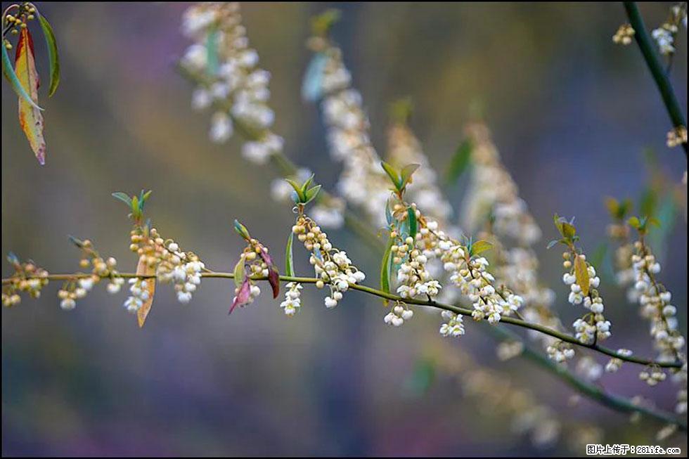 【春天,广西桂林灌阳县向您发出邀请!】米珠山前有片山苍子花在飘香 - 游山玩水 - 辽源生活社区 - 辽源28生活网 liaoyuan.28life.com