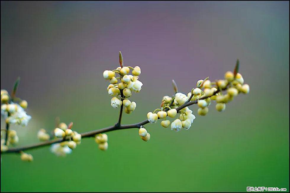 【春天,广西桂林灌阳县向您发出邀请!】米珠山前有片山苍子花在飘香 - 游山玩水 - 辽源生活社区 - 辽源28生活网 liaoyuan.28life.com