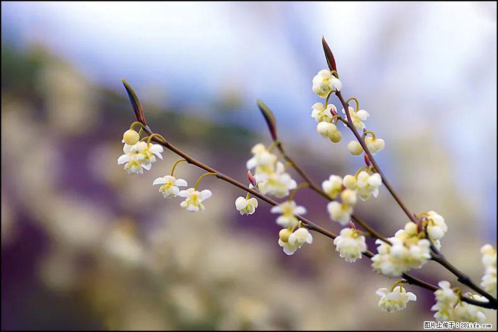 【春天,广西桂林灌阳县向您发出邀请!】米珠山前有片山苍子花在飘香 - 游山玩水 - 辽源生活社区 - 辽源28生活网 liaoyuan.28life.com