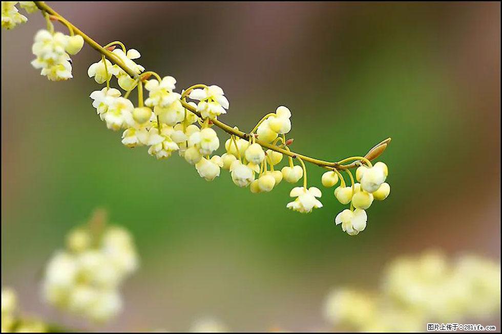 【春天,广西桂林灌阳县向您发出邀请!】米珠山前有片山苍子花在飘香 - 游山玩水 - 辽源生活社区 - 辽源28生活网 liaoyuan.28life.com