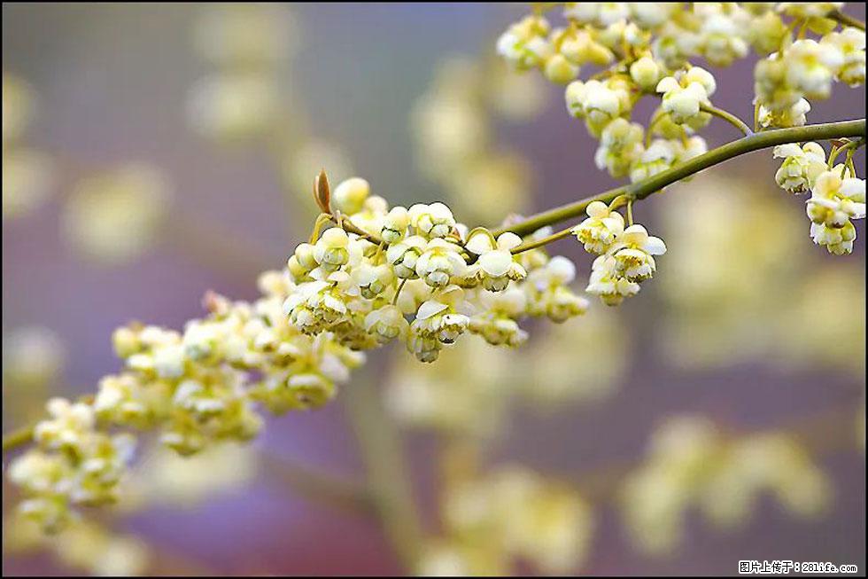 【春天,广西桂林灌阳县向您发出邀请!】米珠山前有片山苍子花在飘香 - 游山玩水 - 辽源生活社区 - 辽源28生活网 liaoyuan.28life.com
