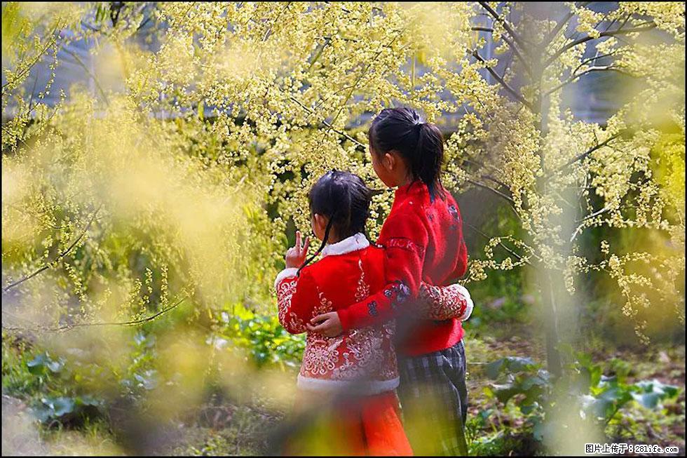 【春天,广西桂林灌阳县向您发出邀请!】米珠山前有片山苍子花在飘香 - 游山玩水 - 辽源生活社区 - 辽源28生活网 liaoyuan.28life.com