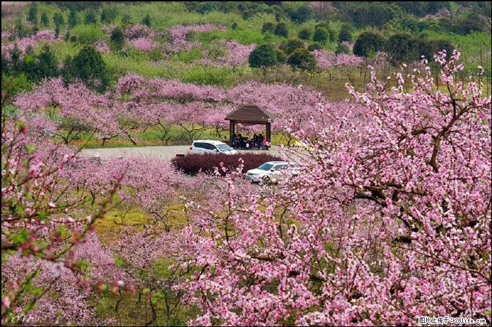 【春天,广西桂林灌阳县向您发出邀请!】官庄村有个醉美的桃花园 - 游山玩水 - 辽源生活社区 - 辽源28生活网 liaoyuan.28life.com