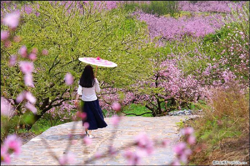 【春天,广西桂林灌阳县向您发出邀请!】官庄村有个醉美的桃花园 - 游山玩水 - 辽源生活社区 - 辽源28生活网 liaoyuan.28life.com