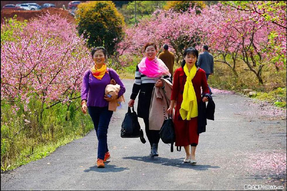 【春天,广西桂林灌阳县向您发出邀请!】官庄村有个醉美的桃花园 - 游山玩水 - 辽源生活社区 - 辽源28生活网 liaoyuan.28life.com