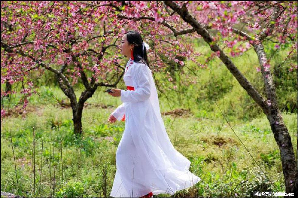 【春天,广西桂林灌阳县向您发出邀请!】官庄村有个醉美的桃花园 - 游山玩水 - 辽源生活社区 - 辽源28生活网 liaoyuan.28life.com