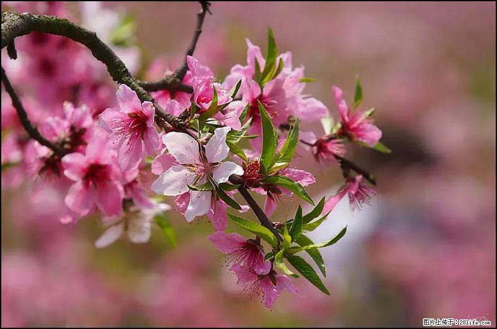 【春天,广西桂林灌阳县向您发出邀请!】官庄村有个醉美的桃花园 - 游山玩水 - 辽源生活社区 - 辽源28生活网 liaoyuan.28life.com