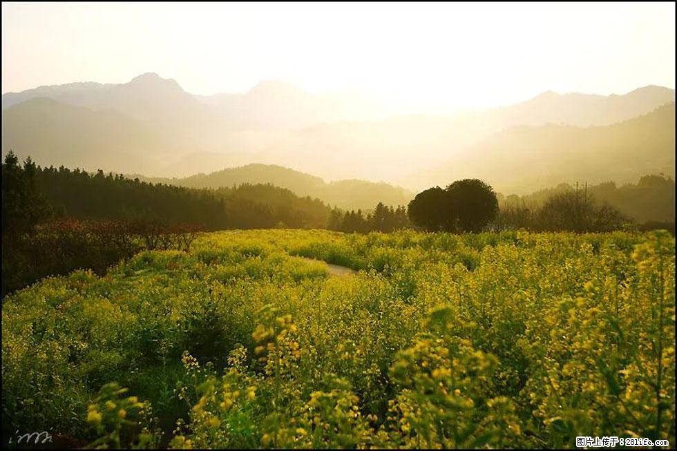 【春天，广西桂林灌阳县向您发出邀请！】长坪村油菜盛情花开 - 游山玩水 - 辽源生活社区 - 辽源28生活网 liaoyuan.28life.com