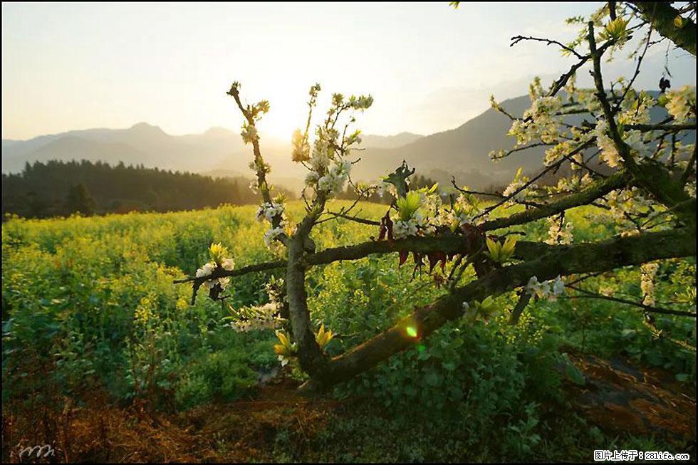 【春天，广西桂林灌阳县向您发出邀请！】长坪村油菜盛情花开 - 游山玩水 - 辽源生活社区 - 辽源28生活网 liaoyuan.28life.com