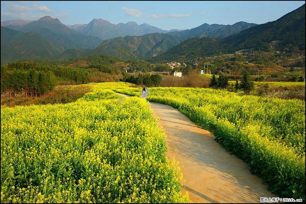 【春天，广西桂林灌阳县向您发出邀请！】长坪村油菜盛情花开 - 游山玩水 - 辽源生活社区 - 辽源28生活网 liaoyuan.28life.com