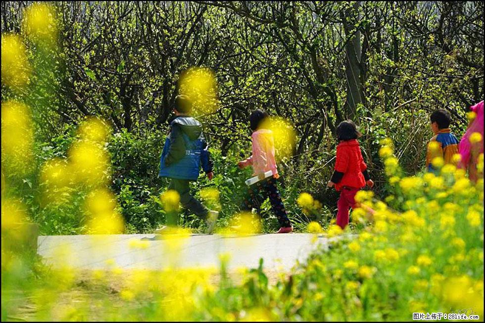 【春天，广西桂林灌阳县向您发出邀请！】长坪村油菜盛情花开 - 游山玩水 - 辽源生活社区 - 辽源28生活网 liaoyuan.28life.com