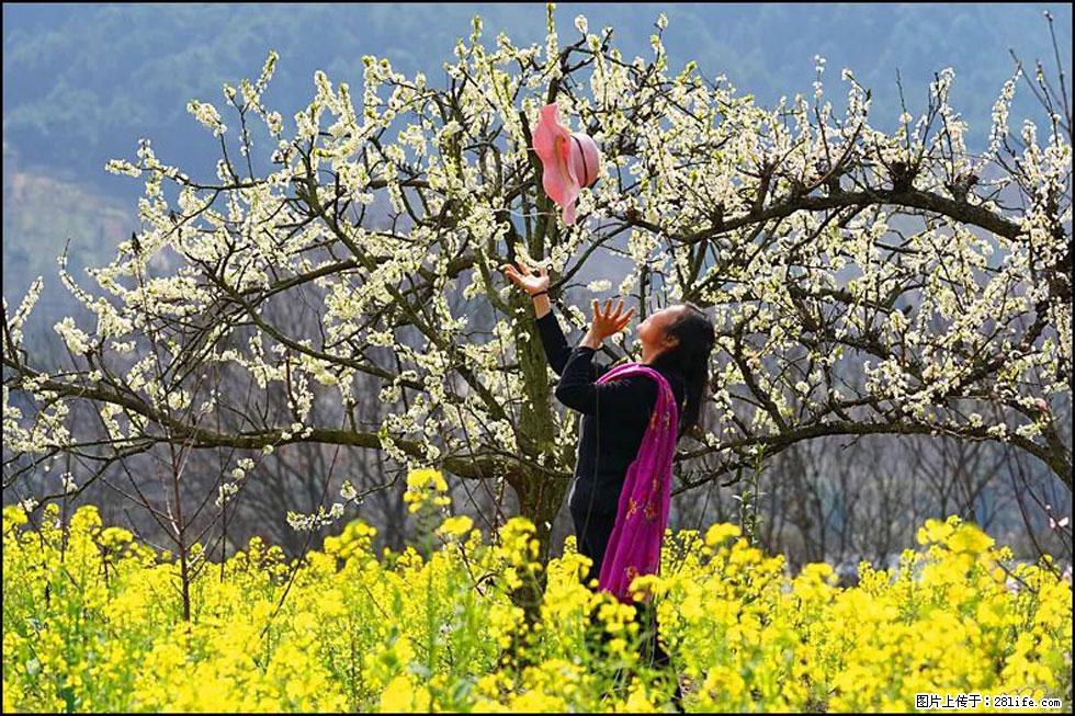 【春天，广西桂林灌阳县向您发出邀请！】长坪村油菜盛情花开 - 游山玩水 - 辽源生活社区 - 辽源28生活网 liaoyuan.28life.com