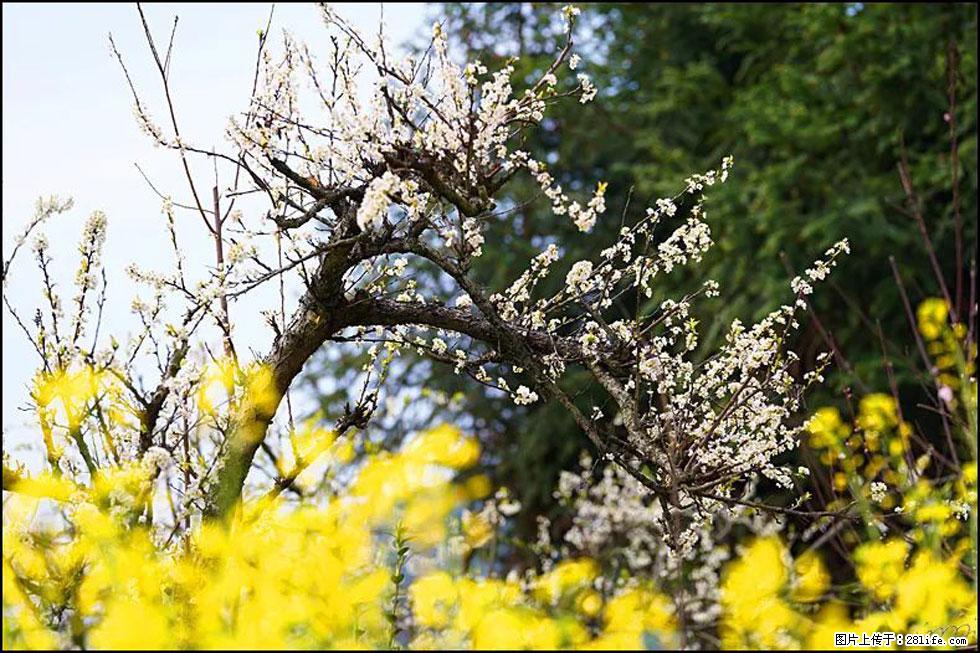 【春天，广西桂林灌阳县向您发出邀请！】长坪村油菜盛情花开 - 游山玩水 - 辽源生活社区 - 辽源28生活网 liaoyuan.28life.com