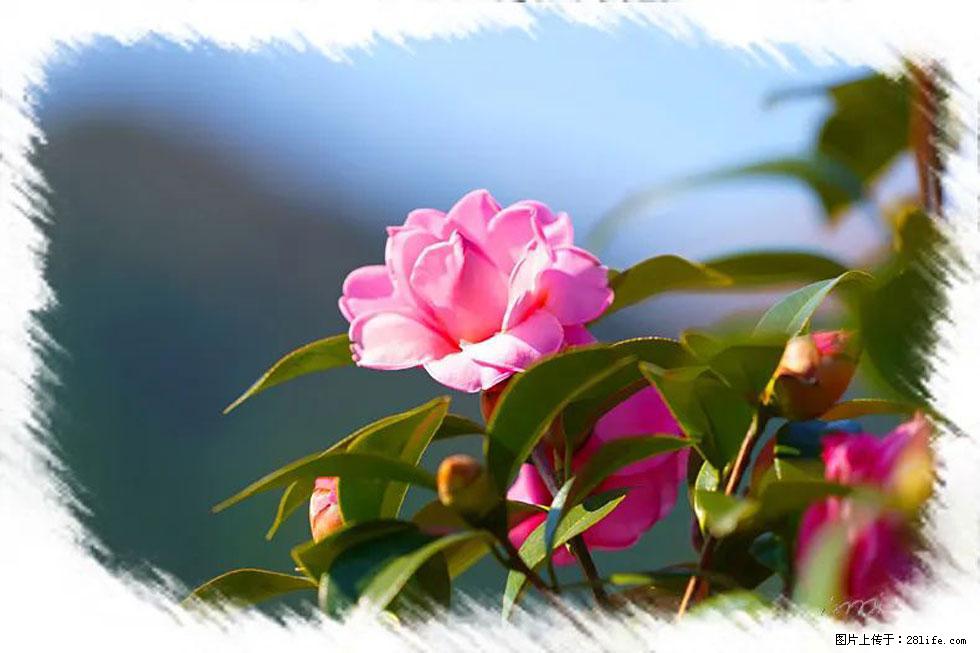 【春天,广西桂林灌阳县向您发出邀请!】杨柳井茶花惹人爱 - 游山玩水 - 辽源生活社区 - 辽源28生活网 liaoyuan.28life.com