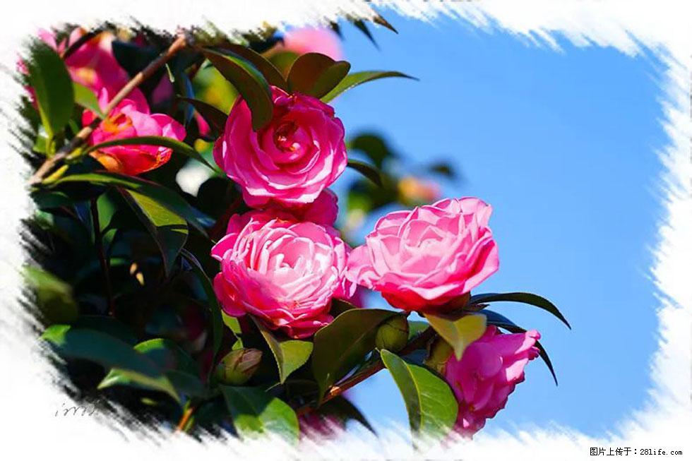 【春天,广西桂林灌阳县向您发出邀请!】杨柳井茶花惹人爱 - 游山玩水 - 辽源生活社区 - 辽源28生活网 liaoyuan.28life.com