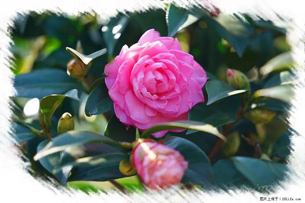 【春天,广西桂林灌阳县向您发出邀请!】杨柳井茶花惹人爱 - 游山玩水 - 辽源生活社区 - 辽源28生活网 liaoyuan.28life.com