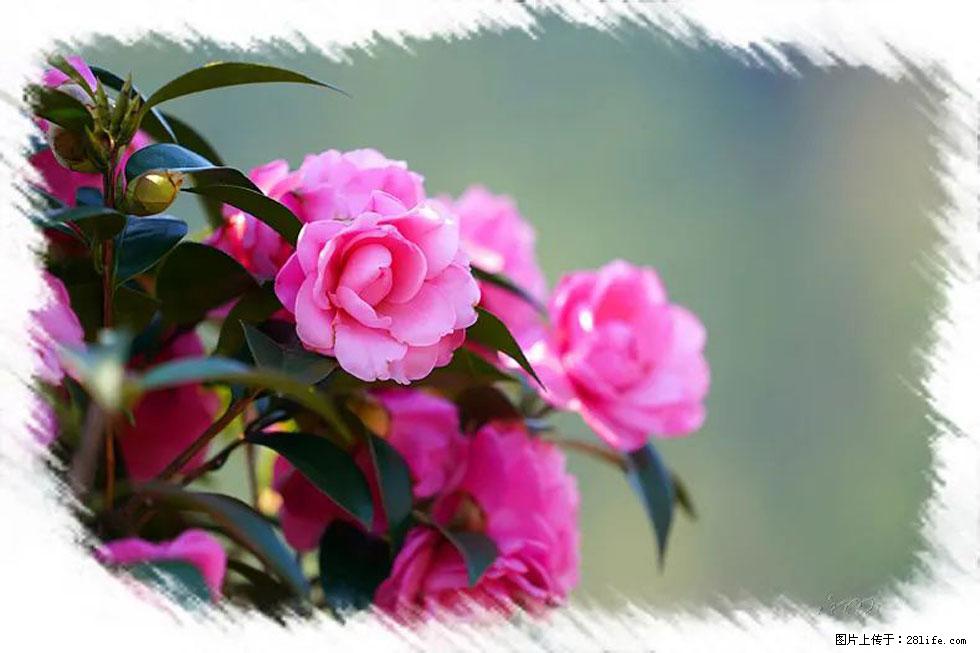 【春天,广西桂林灌阳县向您发出邀请!】杨柳井茶花惹人爱 - 游山玩水 - 辽源生活社区 - 辽源28生活网 liaoyuan.28life.com