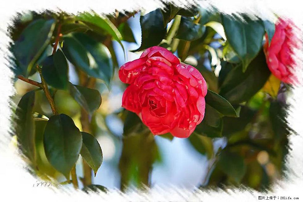 【春天,广西桂林灌阳县向您发出邀请!】杨柳井茶花惹人爱 - 游山玩水 - 辽源生活社区 - 辽源28生活网 liaoyuan.28life.com