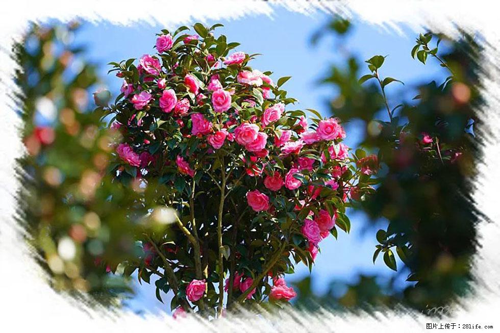 【春天,广西桂林灌阳县向您发出邀请!】杨柳井茶花惹人爱 - 游山玩水 - 辽源生活社区 - 辽源28生活网 liaoyuan.28life.com