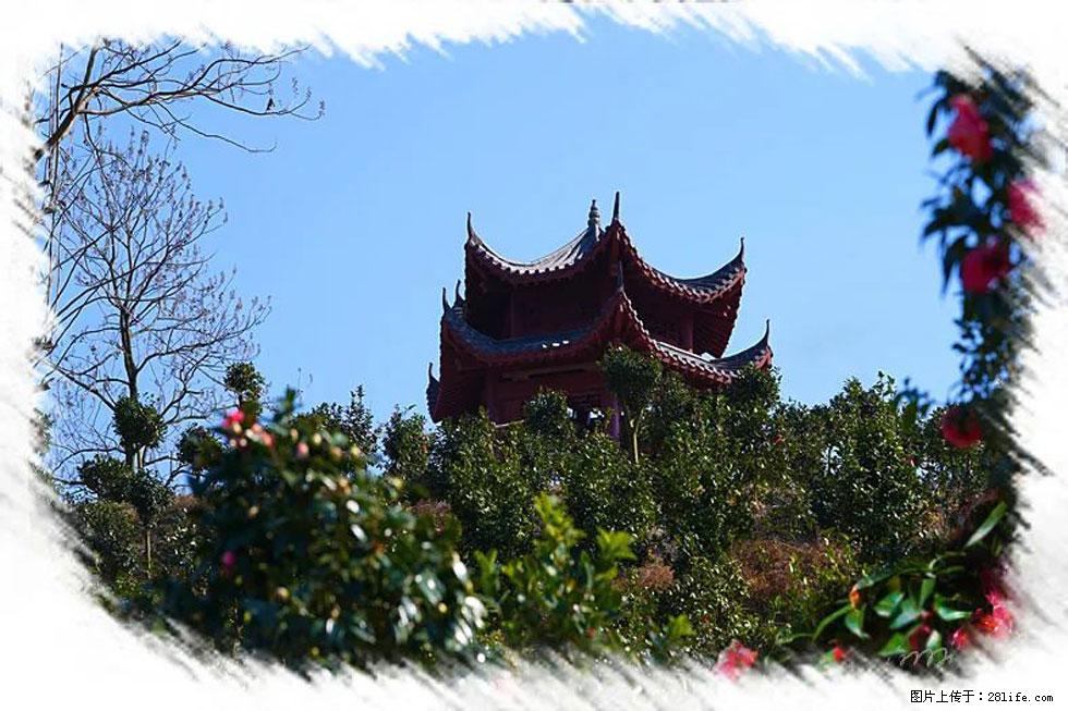 【春天,广西桂林灌阳县向您发出邀请!】杨柳井茶花惹人爱 - 游山玩水 - 辽源生活社区 - 辽源28生活网 liaoyuan.28life.com