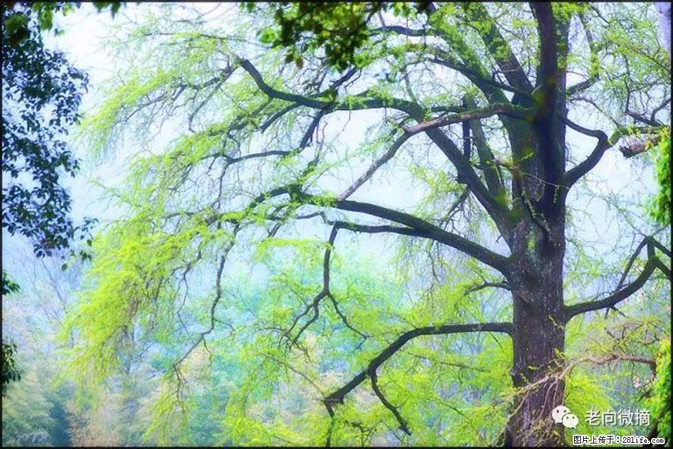 【春天，广西桂林灌阳县向您发出邀请！】在小龙村与春天约会 - 游山玩水 - 辽源生活社区 - 辽源28生活网 liaoyuan.28life.com