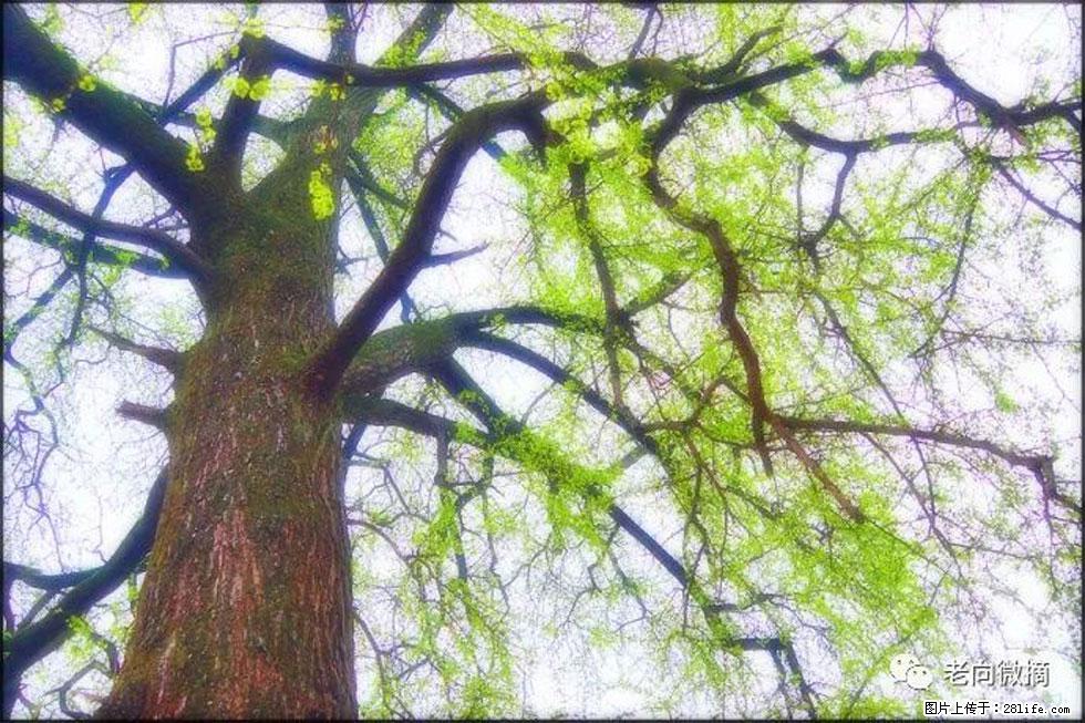 【春天，广西桂林灌阳县向您发出邀请！】在小龙村与春天约会 - 游山玩水 - 辽源生活社区 - 辽源28生活网 liaoyuan.28life.com