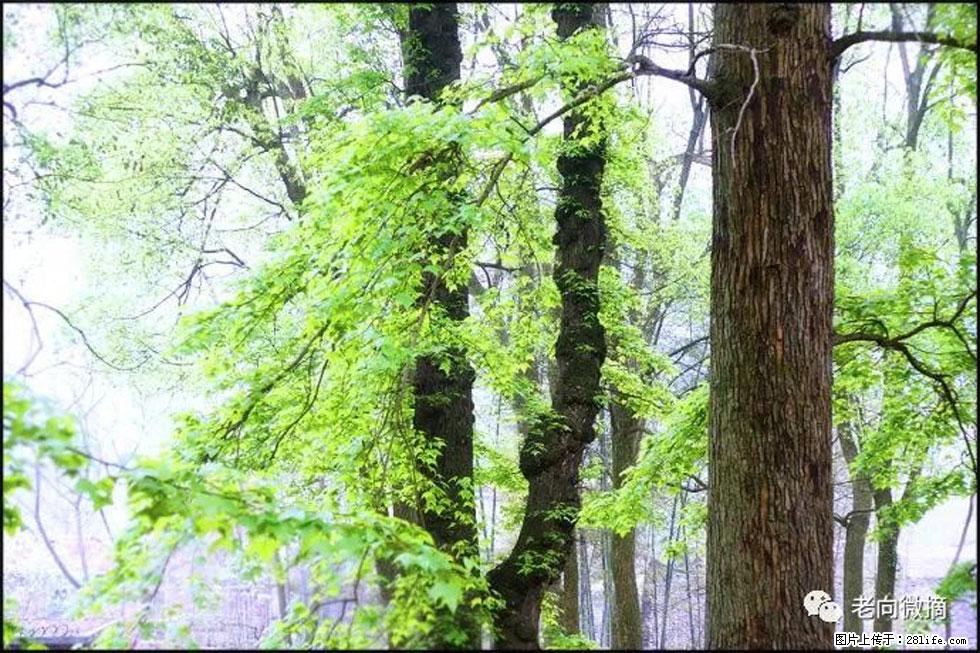 【春天，广西桂林灌阳县向您发出邀请！】在小龙村与春天约会 - 游山玩水 - 辽源生活社区 - 辽源28生活网 liaoyuan.28life.com