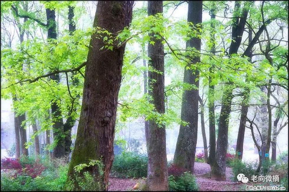 【春天，广西桂林灌阳县向您发出邀请！】在小龙村与春天约会 - 游山玩水 - 辽源生活社区 - 辽源28生活网 liaoyuan.28life.com