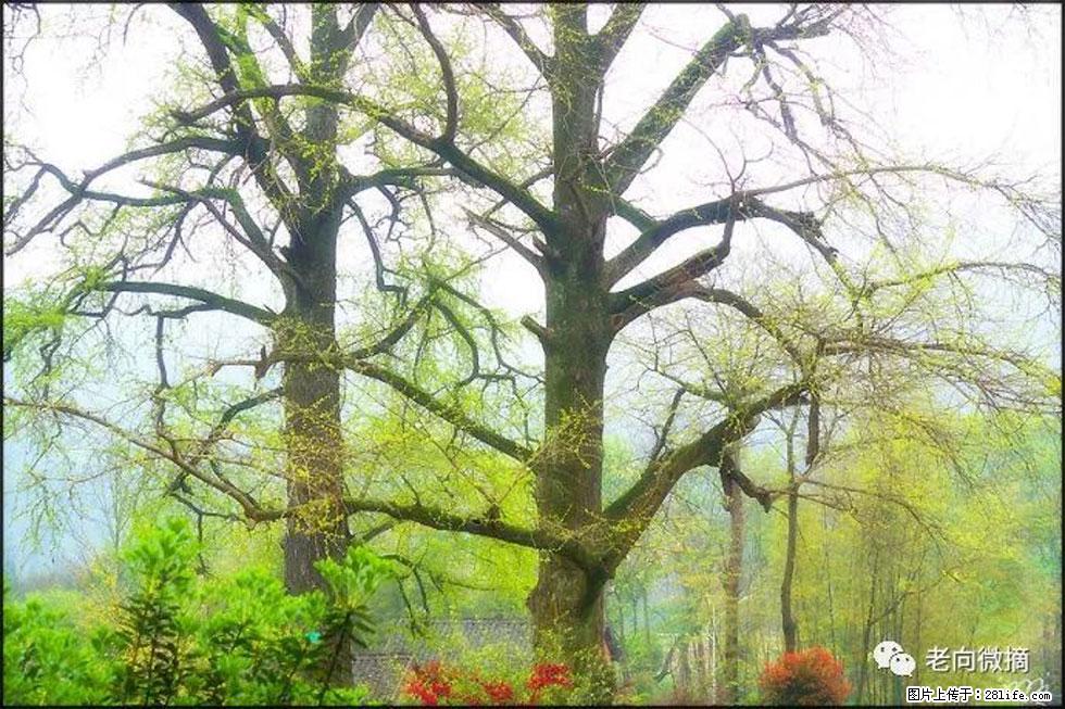 【春天，广西桂林灌阳县向您发出邀请！】在小龙村与春天约会 - 游山玩水 - 辽源生活社区 - 辽源28生活网 liaoyuan.28life.com