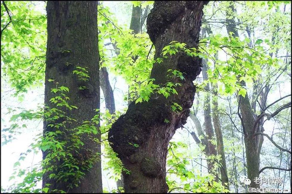 【春天，广西桂林灌阳县向您发出邀请！】在小龙村与春天约会 - 游山玩水 - 辽源生活社区 - 辽源28生活网 liaoyuan.28life.com