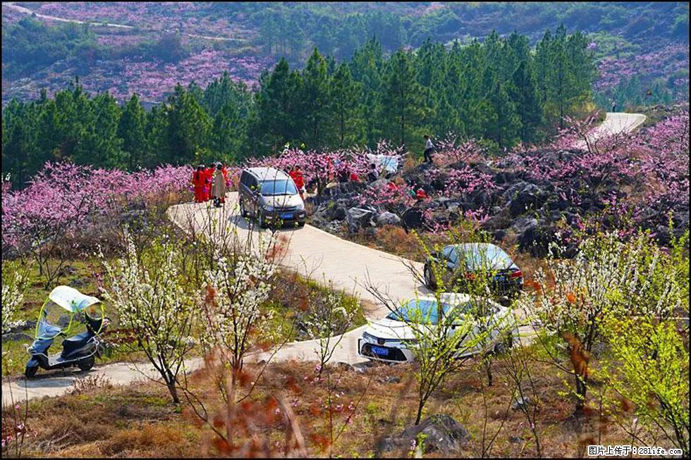 【春天，广西桂林灌阳县向您发出邀请！】望月岭上桃花开 - 游山玩水 - 辽源生活社区 - 辽源28生活网 liaoyuan.28life.com