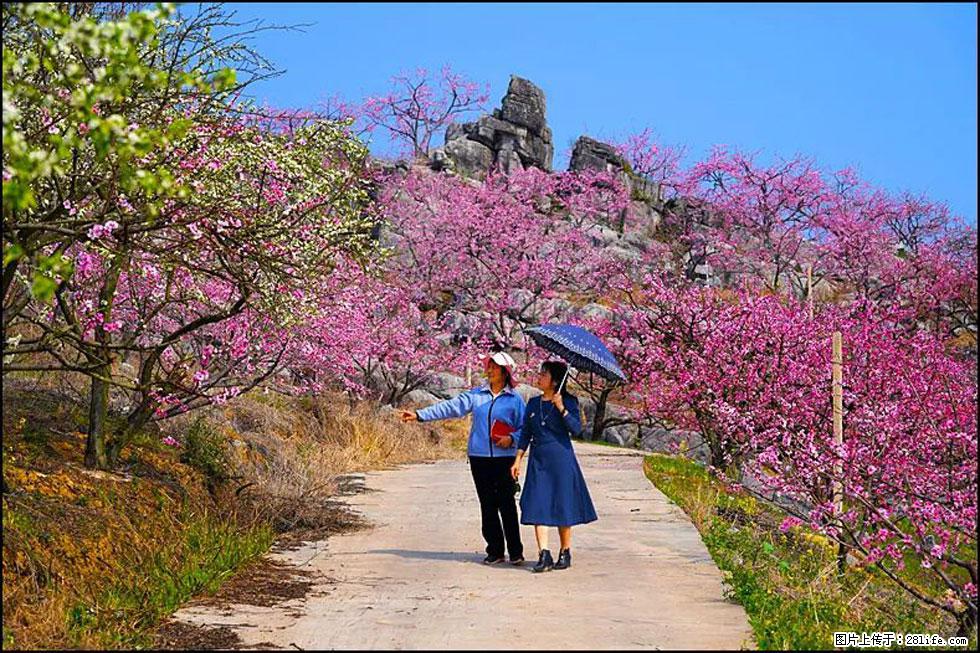【春天，广西桂林灌阳县向您发出邀请！】望月岭上桃花开 - 游山玩水 - 辽源生活社区 - 辽源28生活网 liaoyuan.28life.com