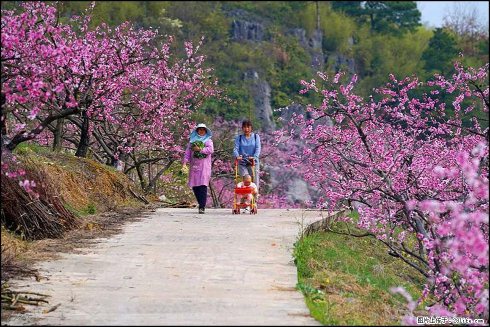 【春天，广西桂林灌阳县向您发出邀请！】望月岭上桃花开 - 游山玩水 - 辽源生活社区 - 辽源28生活网 liaoyuan.28life.com