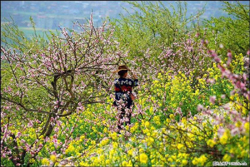 【春天，广西桂林灌阳县向您发出邀请！】望月岭上桃花开 - 游山玩水 - 辽源生活社区 - 辽源28生活网 liaoyuan.28life.com