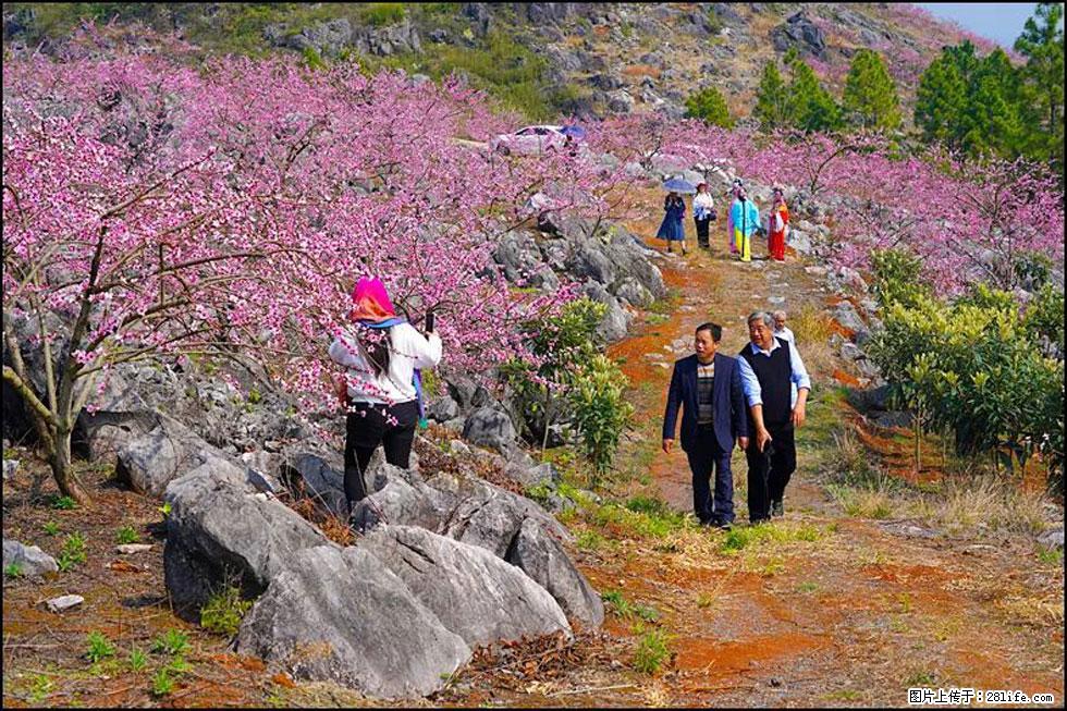 【春天，广西桂林灌阳县向您发出邀请！】望月岭上桃花开 - 游山玩水 - 辽源生活社区 - 辽源28生活网 liaoyuan.28life.com