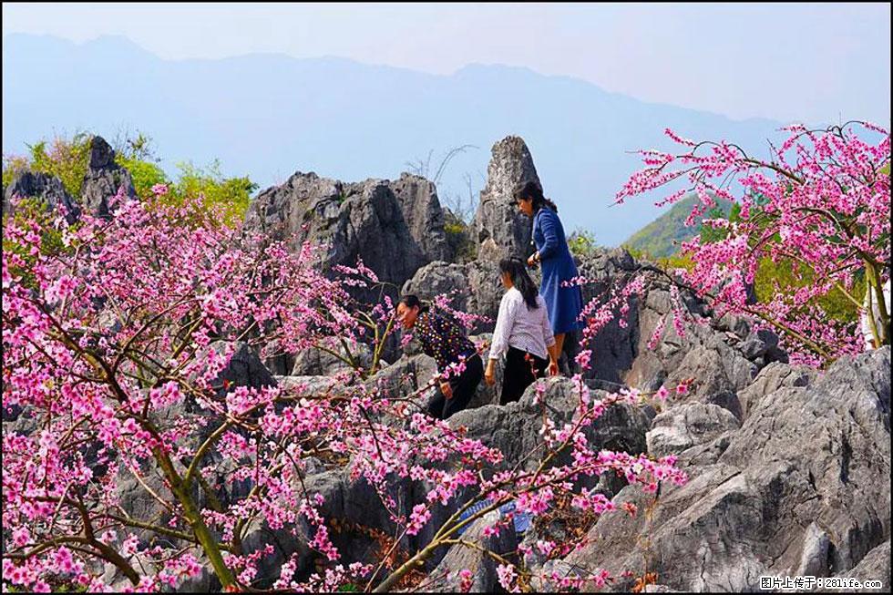 【春天，广西桂林灌阳县向您发出邀请！】望月岭上桃花开 - 游山玩水 - 辽源生活社区 - 辽源28生活网 liaoyuan.28life.com