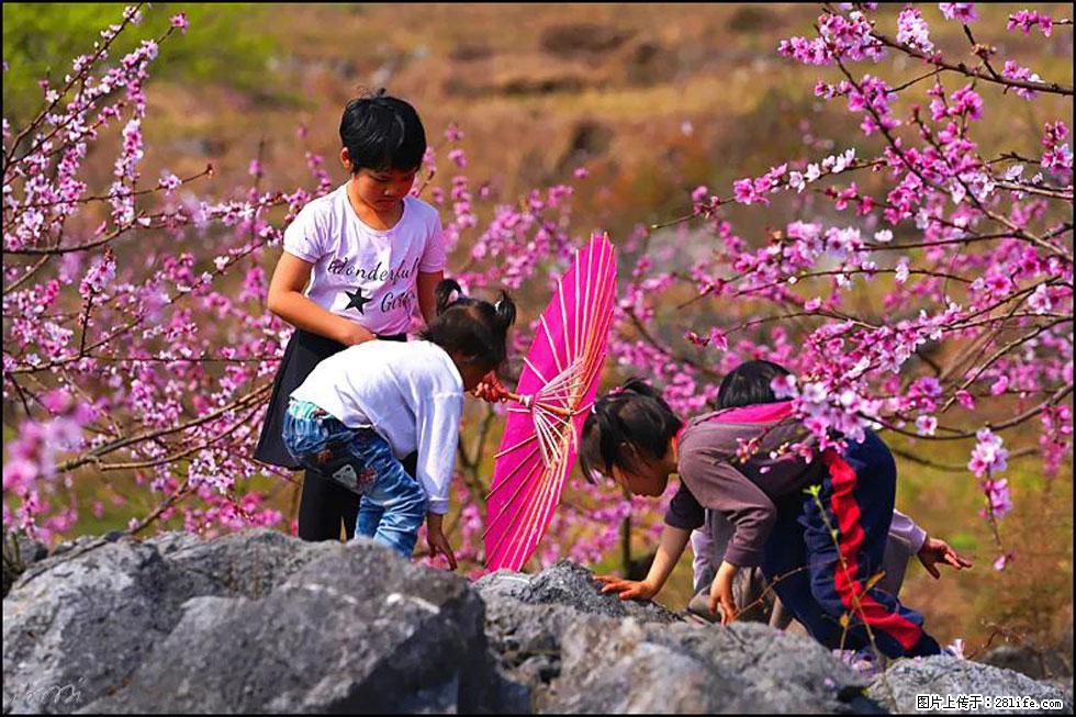 【春天，广西桂林灌阳县向您发出邀请！】望月岭上桃花开 - 游山玩水 - 辽源生活社区 - 辽源28生活网 liaoyuan.28life.com