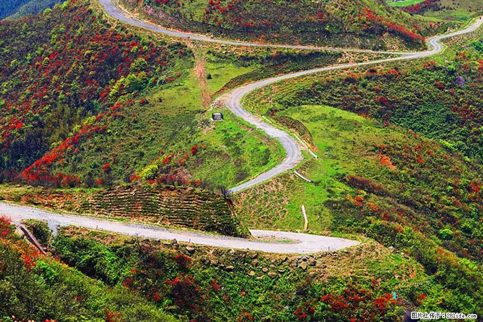 【春天,广西桂林灌阳县向您发出邀请!】春木界上映山红 - 游山玩水 - 辽源生活社区 - 辽源28生活网 liaoyuan.28life.com