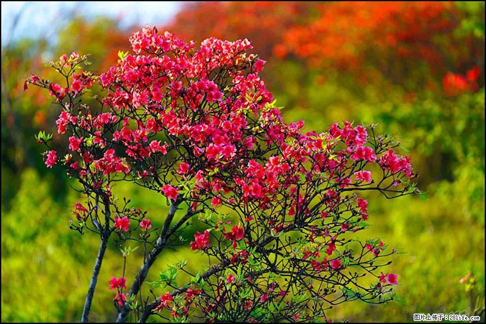【春天,广西桂林灌阳县向您发出邀请!】春木界上映山红 - 游山玩水 - 辽源生活社区 - 辽源28生活网 liaoyuan.28life.com